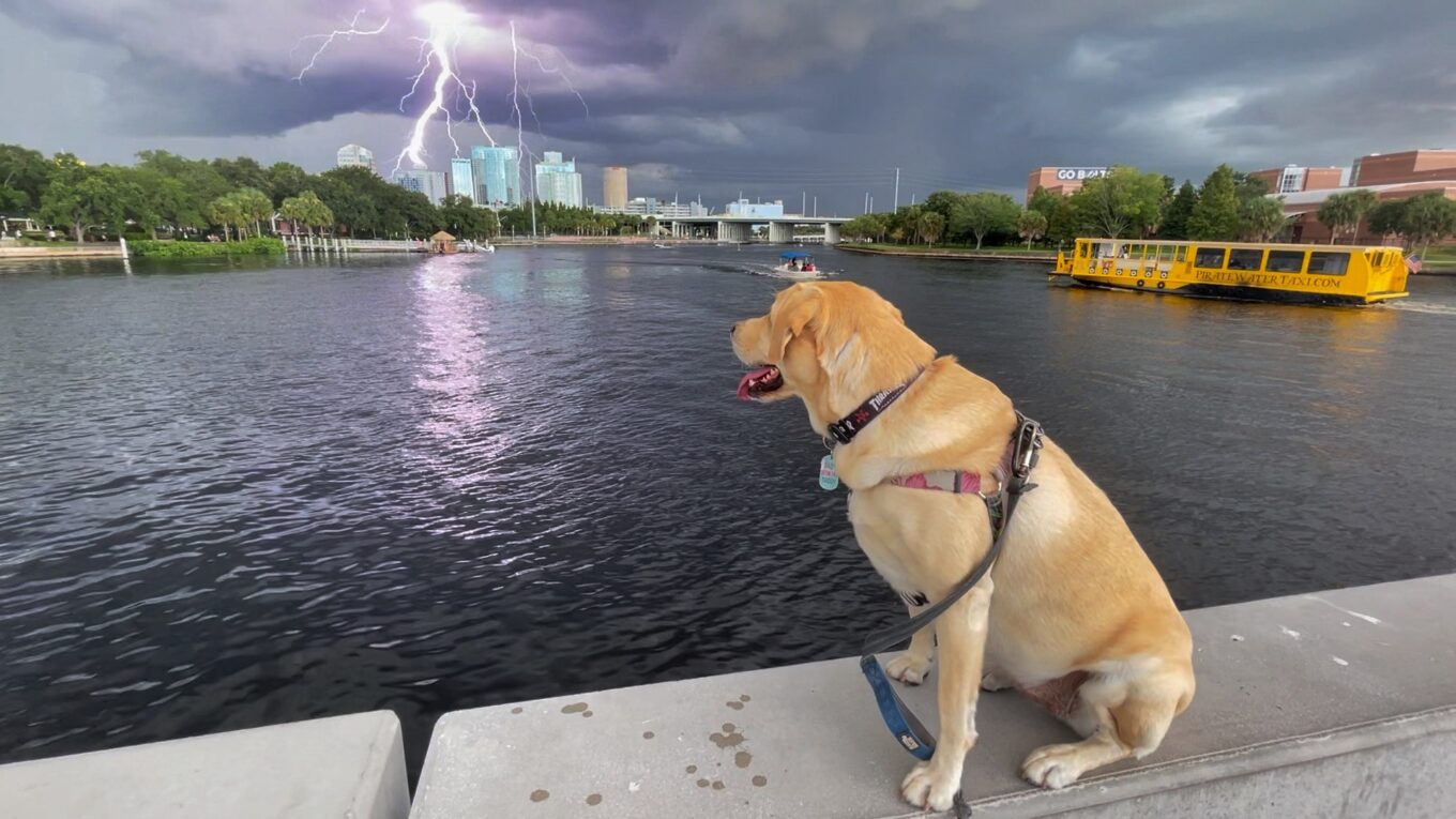 Kai watching a Lightning Strike in Downtown Tampa